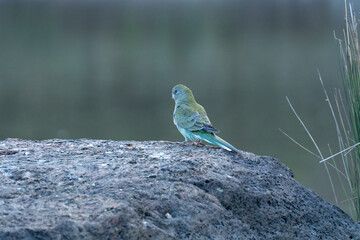 Red rumped parrot in Australian park