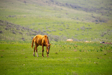 Horses gallop over mountains and hills. A herd of horses grazes in the autumn meadow. Livestock concept, with place for text.