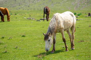Horses gallop over mountains and hills. A herd of horses grazes in the autumn meadow. Livestock concept, with place for text.