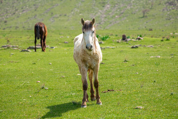 Horses gallop over mountains and hills. A herd of horses grazes in the autumn meadow. Livestock concept, with place for text.