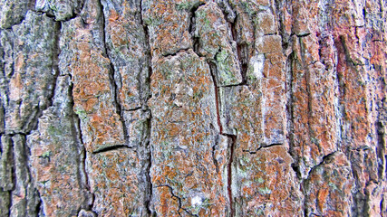 Textured bark background of ancient tree. The bark of the maple tree up close. Brown in color, covered with red rusty last year's moss. A winter tree. Texture of the bark. Deep depressions on the bark