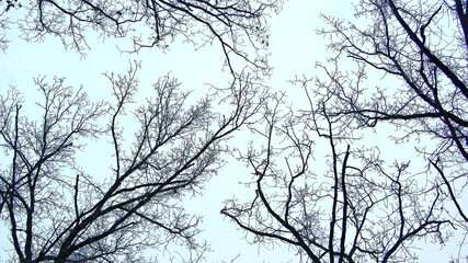 Leafless branches isolated on white background. Bottom view on the tops of the trees in winter forest on background cloudy sky. Bottom view on the tops of the trees in winter forest on background sky