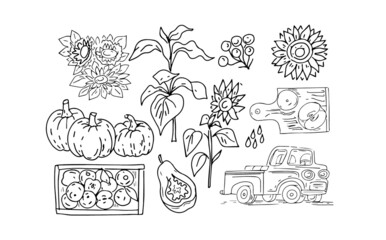
Harvest autumn holiday pumpkins sunflowers autumn, hand-drawn graphic illustration set on a white background separately coloring for children