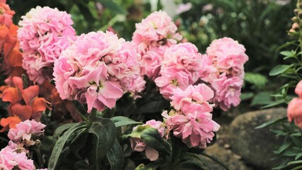pink flowers