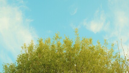 Obraz premium grass and sky