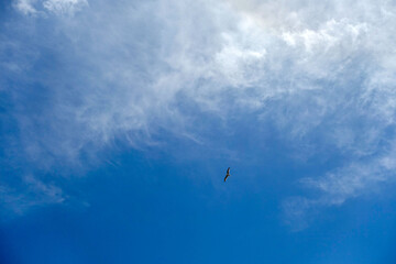 Fototapeta na wymiar birds flying in the sky and clouds, sky and flying birds scenery, birds flying above the clouds,