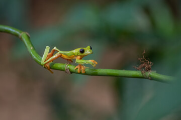 Red-eyed Tree Frog, Agalychnis callidryas, sitting on the green leave in tropical forest in Costa Rica.