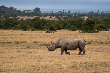 Obraz premium White Rhinoceros Ceratotherium simum Square-lipped Rhinoceros at Khama Rhino Sanctuary Kenya Africa.