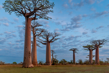 Obraz na płótnie Canvas Beautiful Baobab trees at sunset at the avenue of the baobabs in Madagascar
