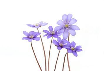 First spring flowers,  Anemone hepatica isolated on white background. Blooming blue violet wild forest flowers liverwort. - obrazy, fototapety, plakaty