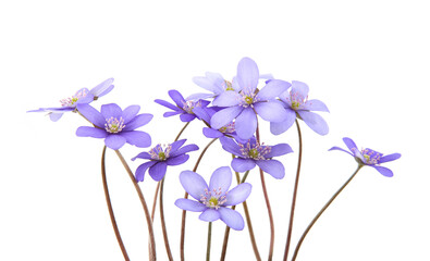 First spring flowers,  Anemone hepatica isolated on white background. Blooming blue violet wild...