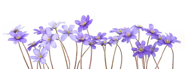 Keuken spatwand met foto First spring flowers,  Anemone hepatica isolated on white background. Blooming blue violet wild forest flowers liverwort. © vaitekune