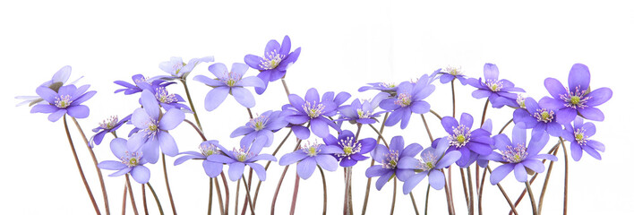 First spring flowers,  Anemone hepatica isolated on white background. Blooming blue violet wild forest flowers liverwort.