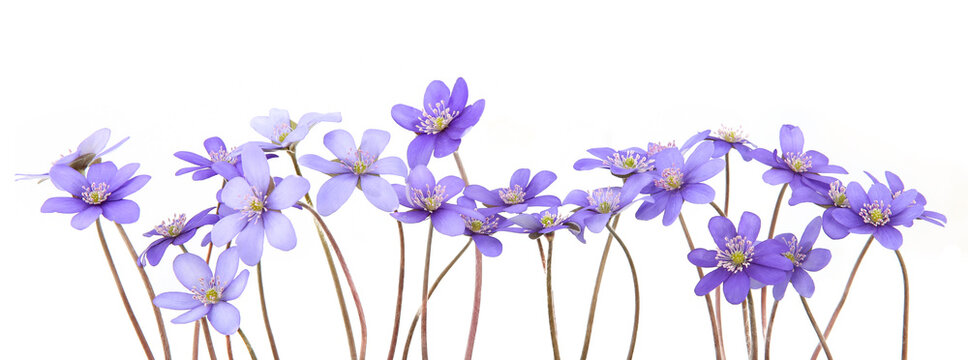 First spring flowers,  Anemone hepatica isolated on white background. Blooming blue violet wild forest flowers liverwort.