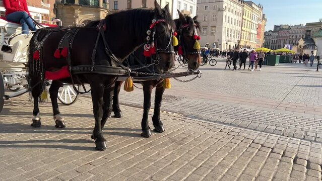 Two black horses in one harness of white carriage in front of main market of Old Krakow on sunny day