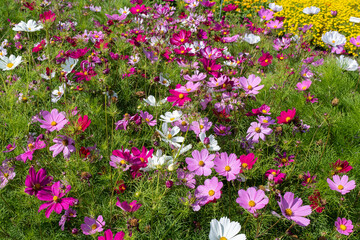 Bright floral decorative background with beautiful flowers Kosmeya in the garden