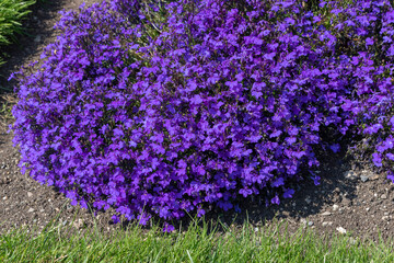 Lobelia erinus `Crystal Palace`, herbaceous annual with deep blue flowers.