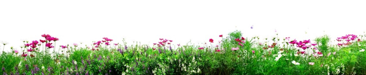 Cosmos flowers. Fresh flowers on white background