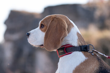 Portrait of cute beagle dog in nature.  smart beagle