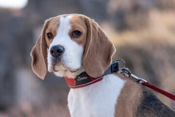 Portrait of cute beagle dog in nature.  smart beagle