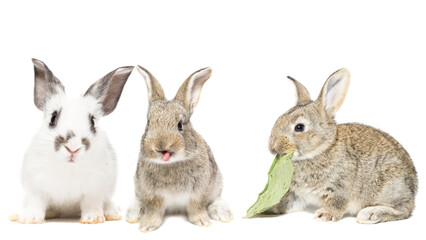 fluffy rabbit looking at the signboard. Isolated on white background..