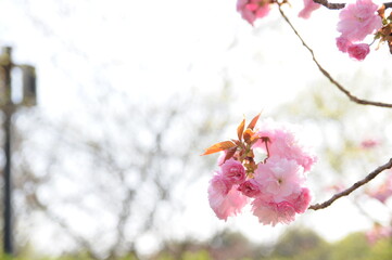 Various cherry blossoms