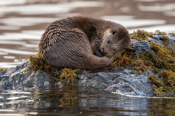 An Eurasian otter (Lutra lutra) photographed on a rock surrounded by water on the Isle of Mull,...