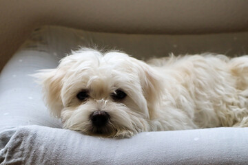 A young Maltese dog lying in its Bed and looking over the boarder