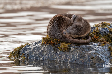 An Eurasian otter (Lutra lutra) photographed on a rock surrounded by water on the Isle of Mull, Scotland