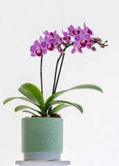Naklejka na ściany i meble small orchid on windowsill - home decoration with live potted flowering plants.