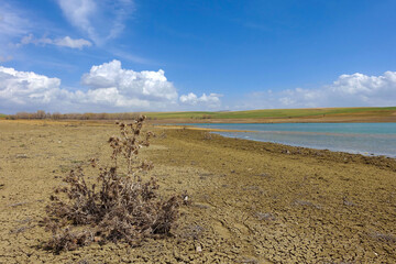 dry thorn rubble from the previous year, dry thorn, the arrival of spring - the awakening of nature
