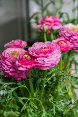 Close up of Ranunculus flower.
Pink ranunculus flowers set. Fresh Bright ranunculus with buds. Soft focus