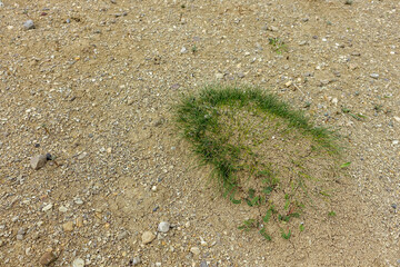 grass on the ground