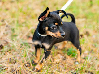 Naklejka na ściany i meble Puppy dog ​​breed toy terrier on a walk in the forest 