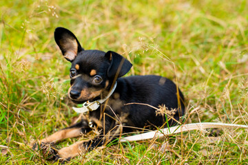 Naklejka na ściany i meble Puppy dog ​​breed toy terrier on a walk in the forest 