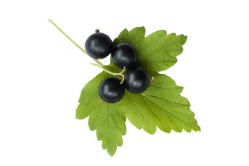 Black currant leaves with berries on a white background , isolate
