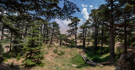 Lebanese Cedar trees in so called Cedars of God located in the Kadisha Valley of Bsharre, Lebanon