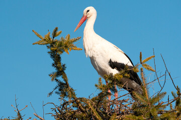 Stork in nest high on top of fir tree