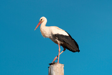 Stork standing on a pole under blue sky