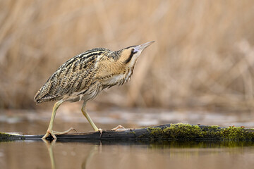 Great bittern bird ( Botaurus stellaris ) close up
