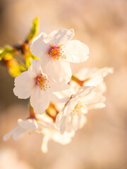 Obraz premium Cherry branch with flowers in spring bloom, A beautiful Japanese tree branch with cherry blossoms, Sakura 