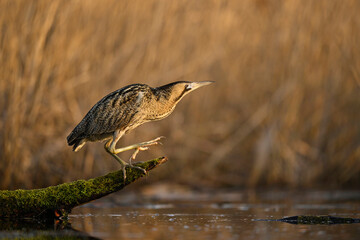 Great bittern bird ( Botaurus stellaris ) close up