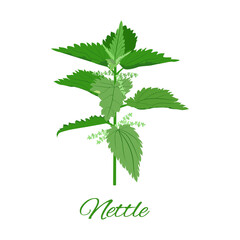 Fresh green nettles nettle herb vector illustration on white isolated background
