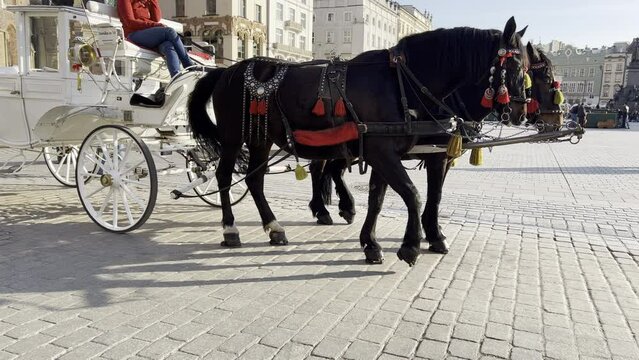Two black horses in one harness of white carriage in front of main market of Old Krakow on sunny day
