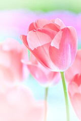 春の光りに包まれる赤色のチューリップ