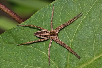 Female nursery web spider ( Pisaura mirabilis ) sitting on a green leaf
