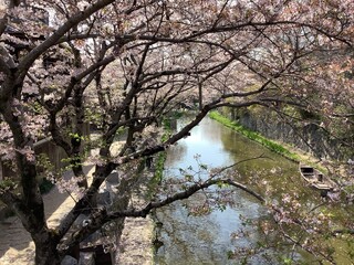 Cityscape with waterways in Omihachiman, where cherry blossoms bloom in spring