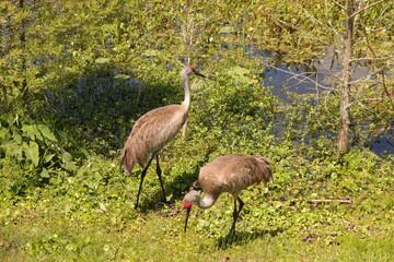 Fototapeta premium Sandhill Crane Couple mate for life