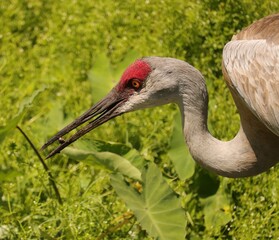 Sandhill Crane eating a gourmet meal 