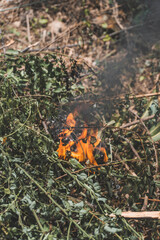 Dried leaves on fire on ground.